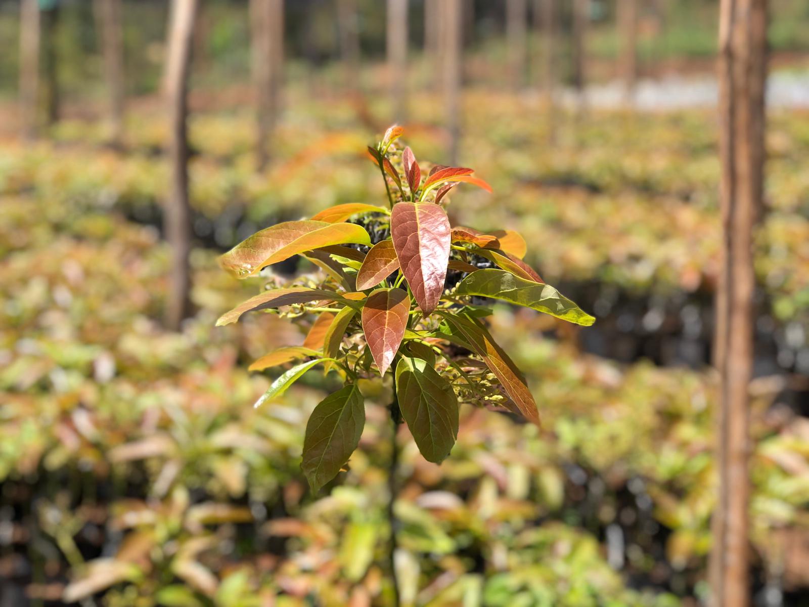 Sustainable avocado farming in Tanzania